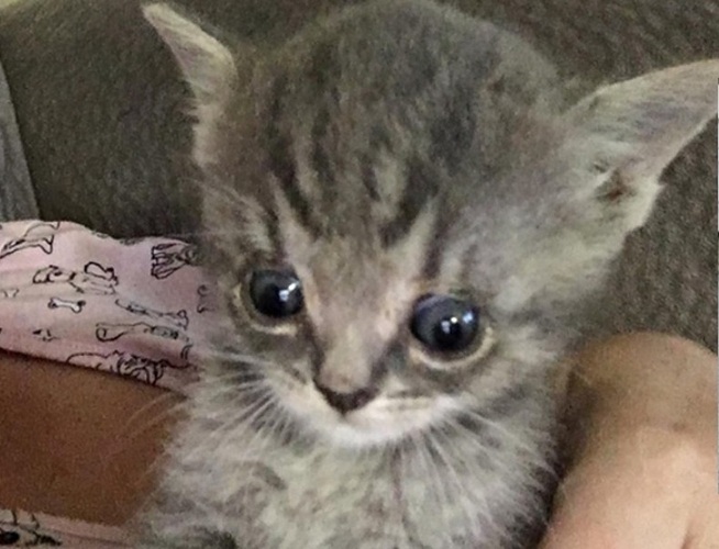 kitten with enlarged head