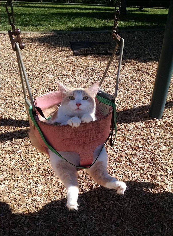 leave cats with kids