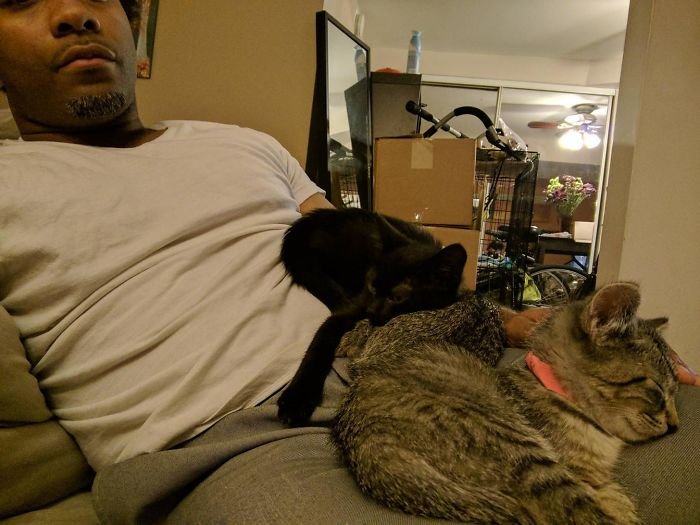 people who didn't want cats