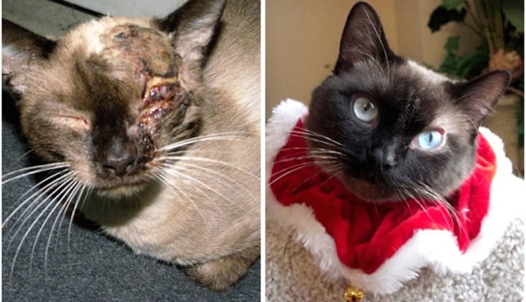 rescue cat transformation