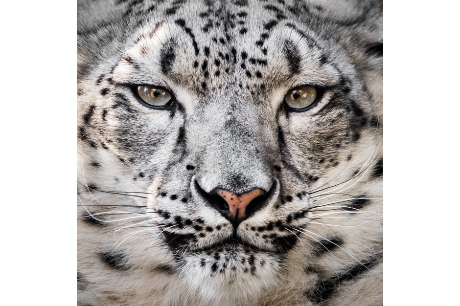 snow leopard endangered