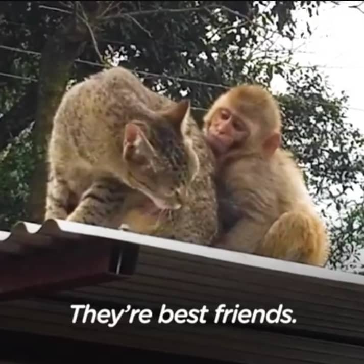 monkey obsessed with her cat