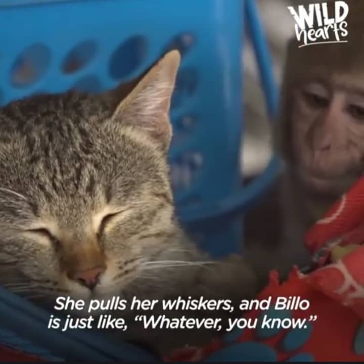 monkey obsessed with her cat