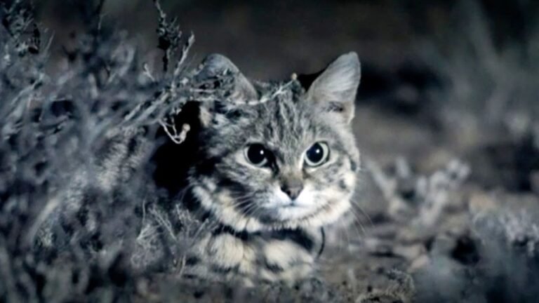 Gyra the deadliest cat