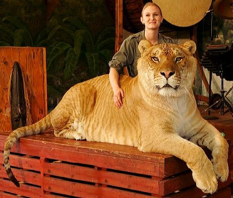 liger the biggest cat