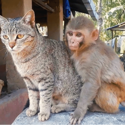 monkey obsessed with her cat