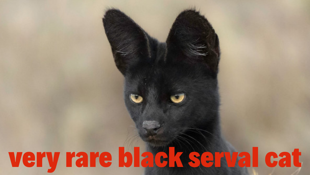 rare black serval cat