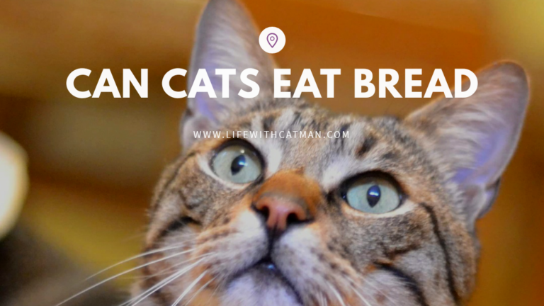 can cats eat bread