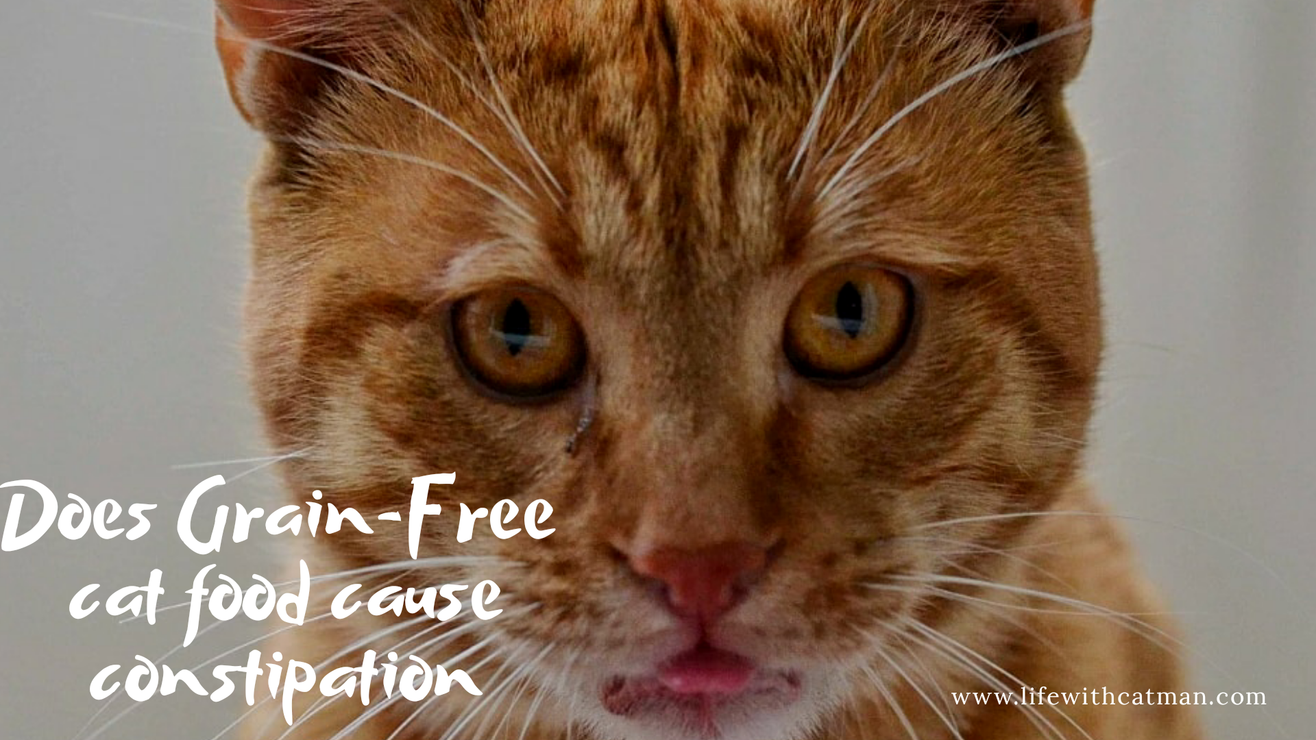 Does grain-free cat food cause constipation