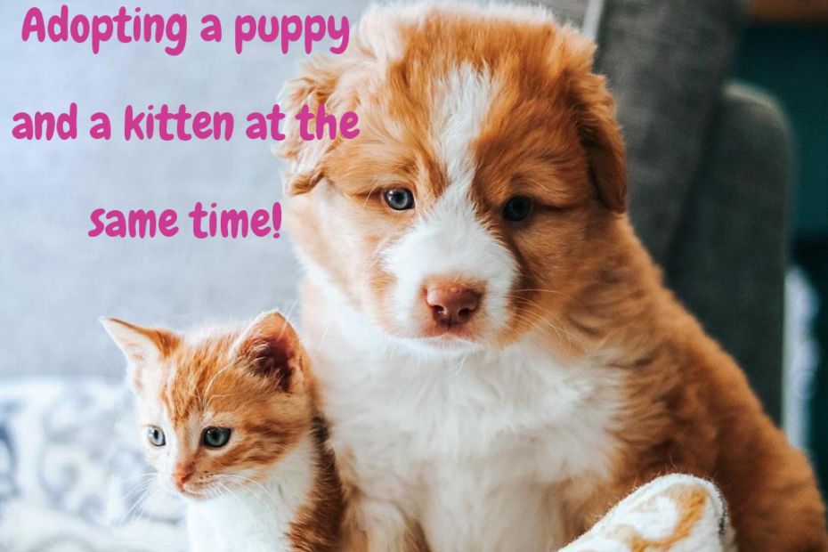 kitten and puppy
