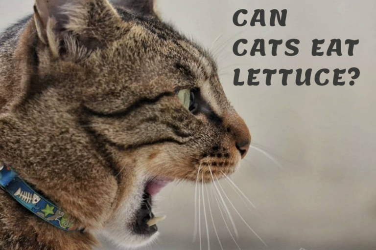 can cats eat lettuce