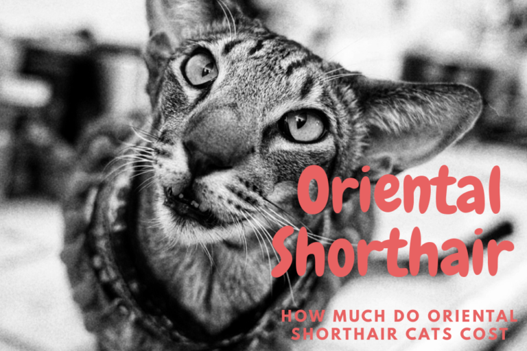 oriental shorthair