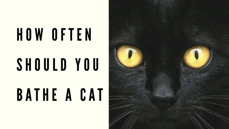 how often should you bathe a cat