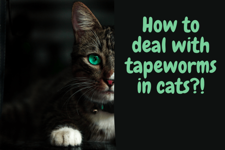 tapeworms in cats