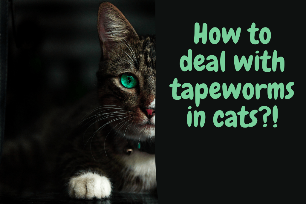 tapeworms in cats