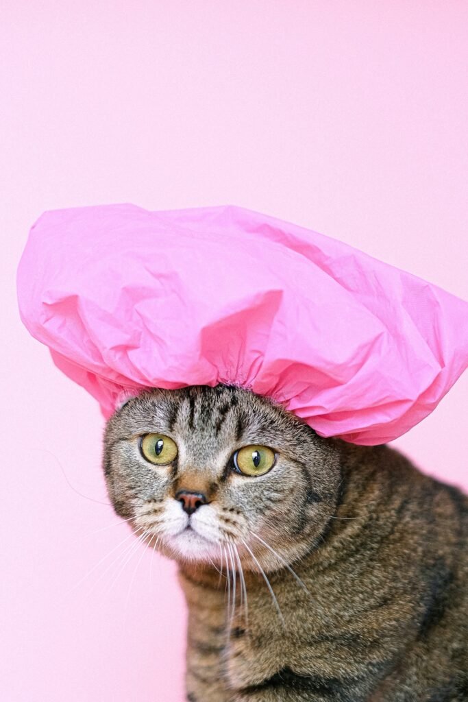 how often should you bathe a cat