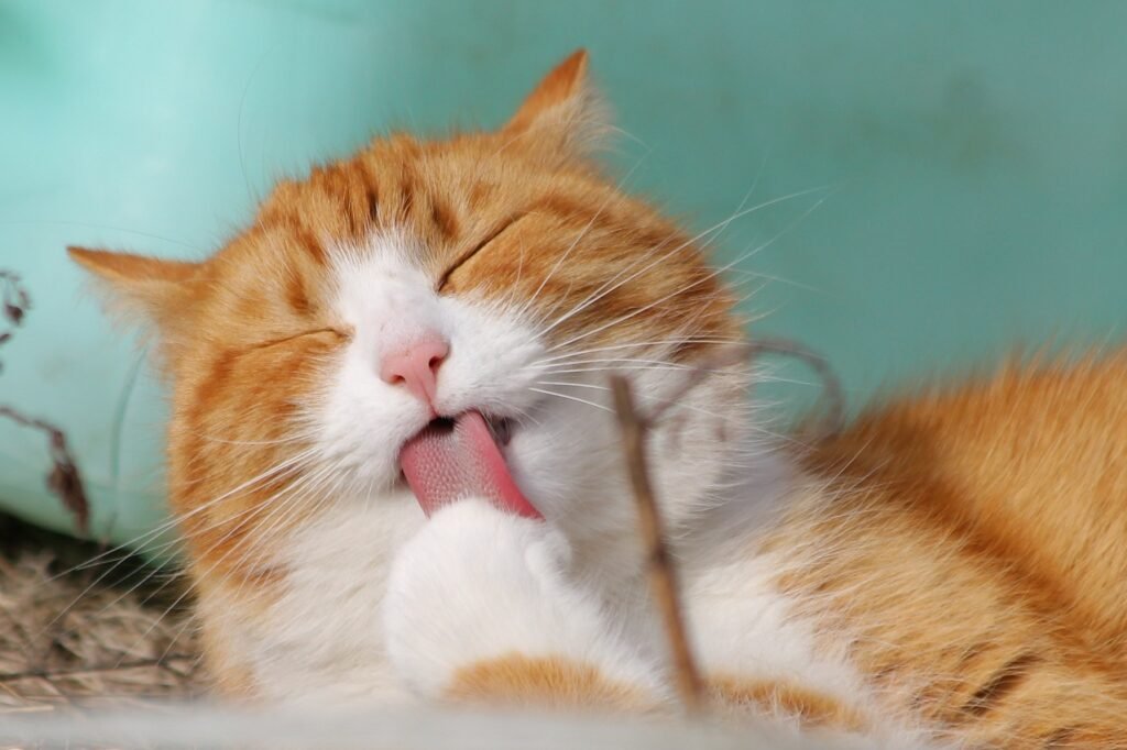 how often should you bathe a cat