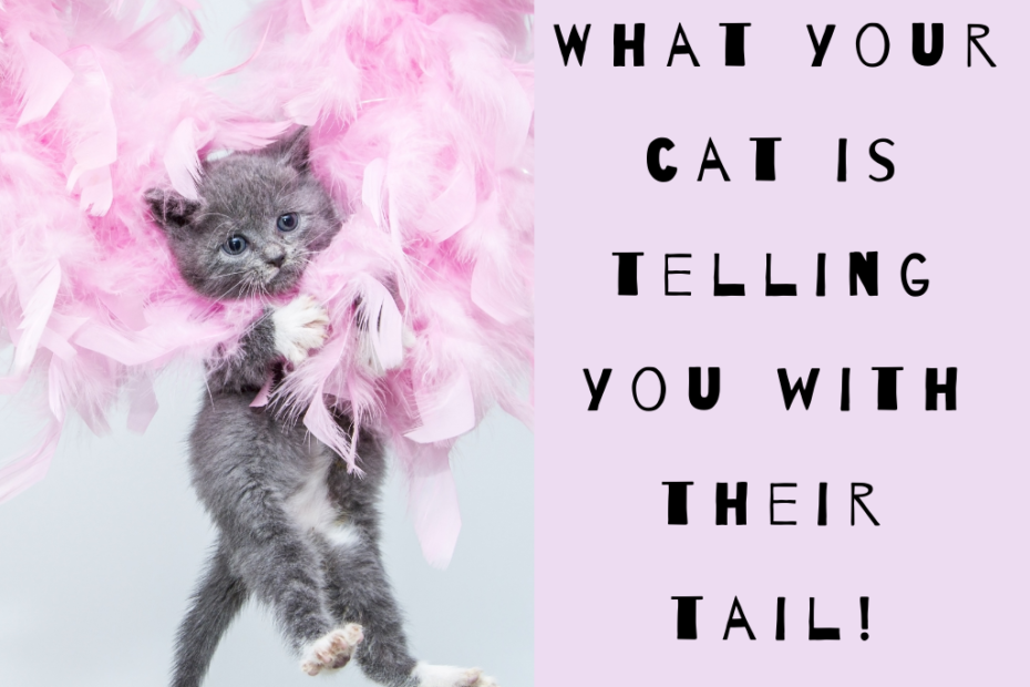 cat tail meanings