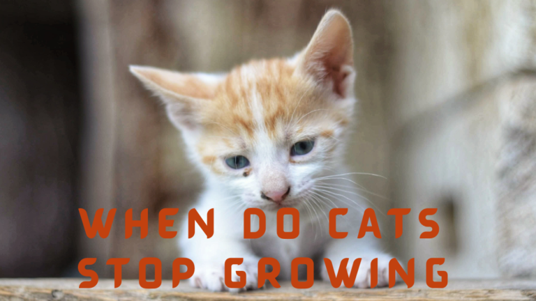 when do cats stop growing