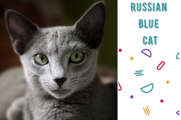 russian blue cat