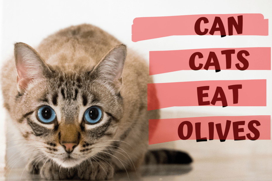 can cats eat olives