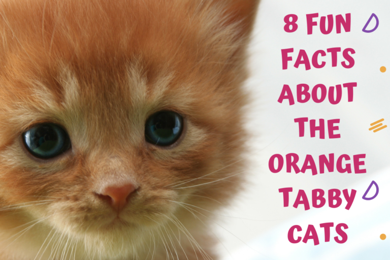 orange tabby cat