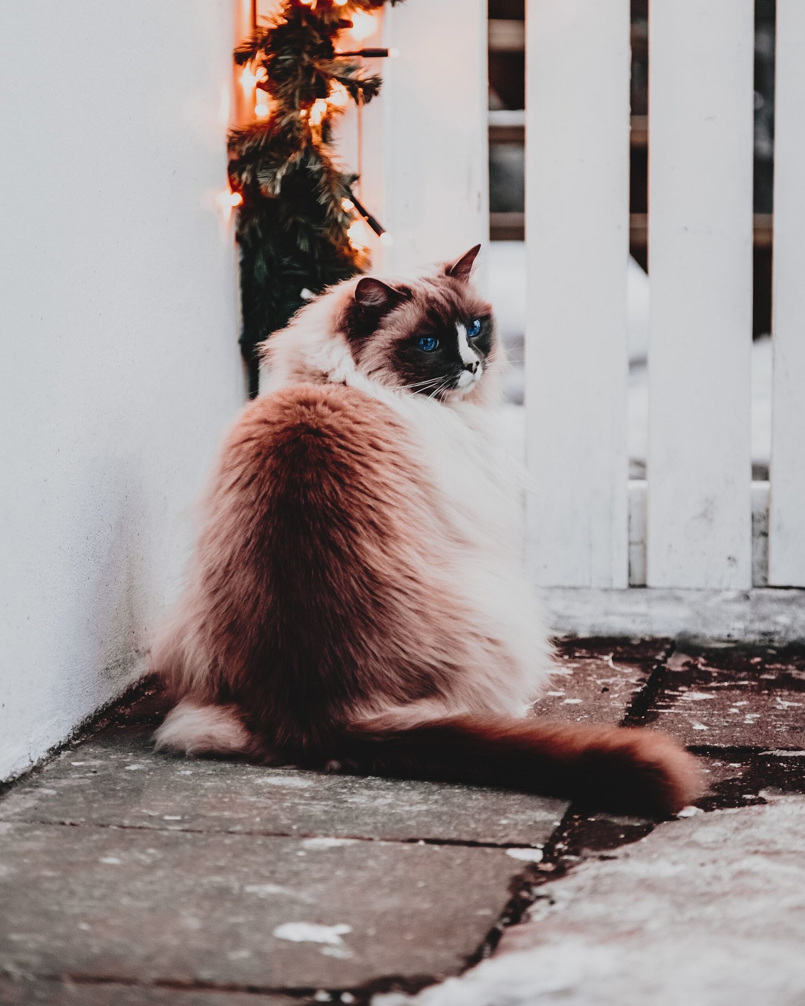 ragdoll cat