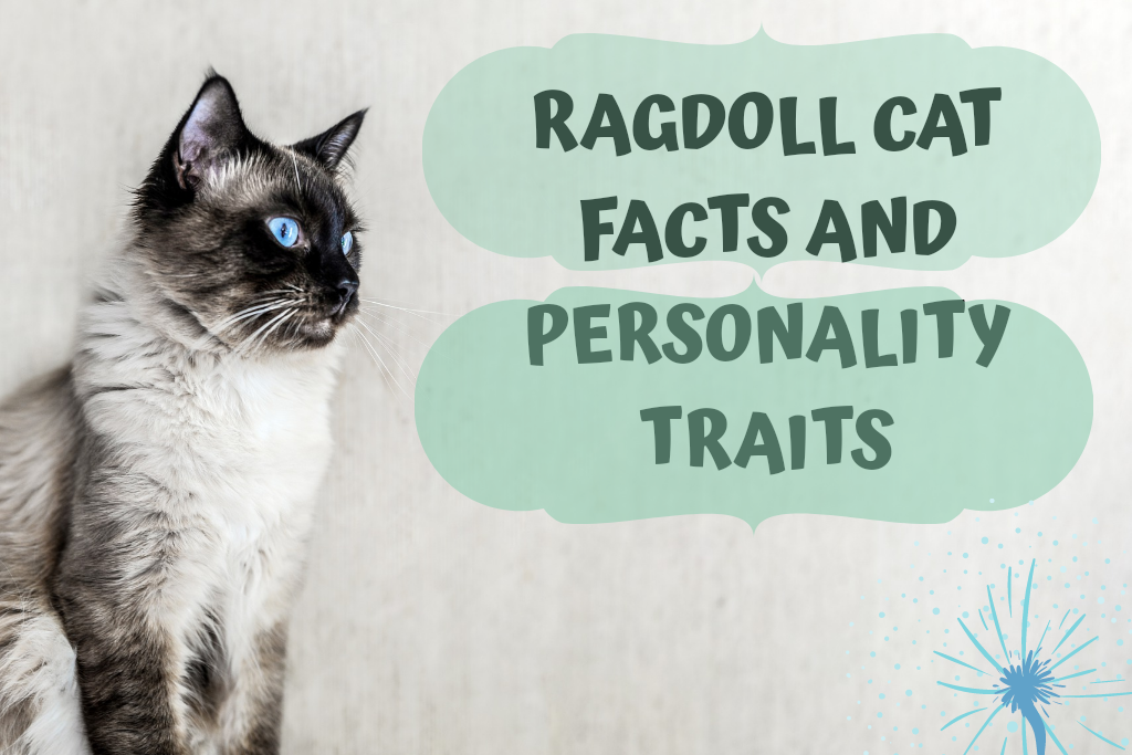 ragdoll cat