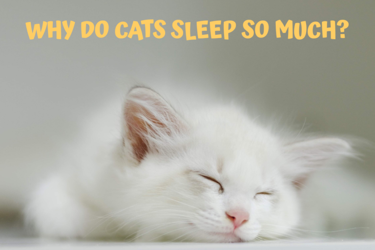 why do cats sleep so much