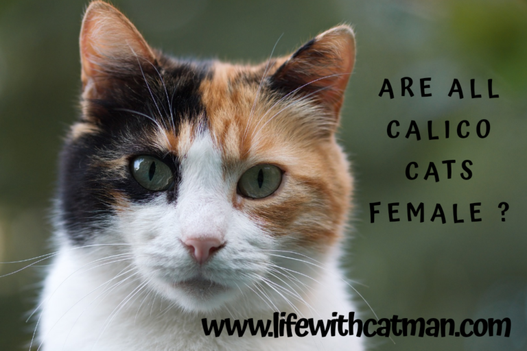 Are All Calico Cats Female and Other Fun Facts About Them