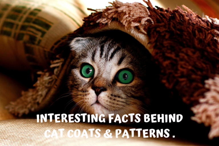 cat colors