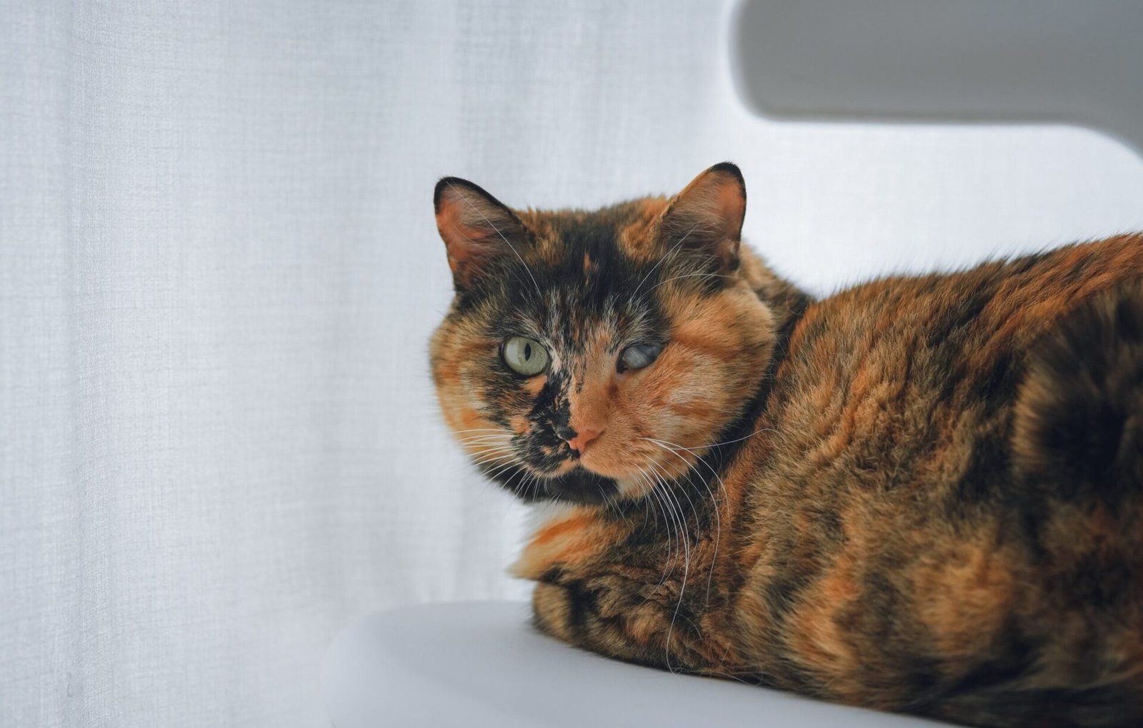 are all calico cats female
