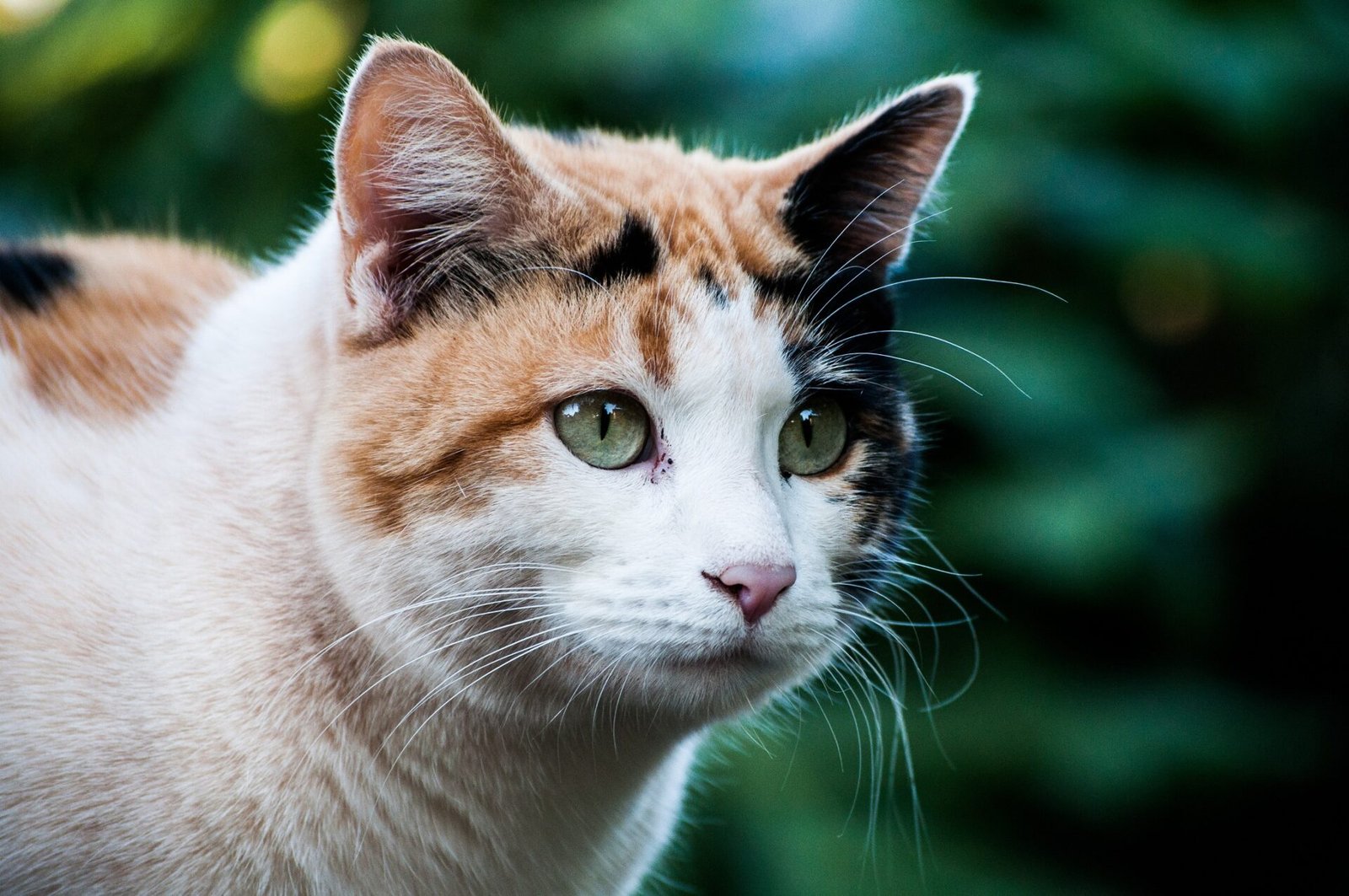 calico cats