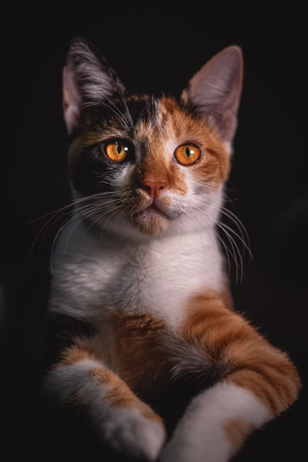 are all calico cats female