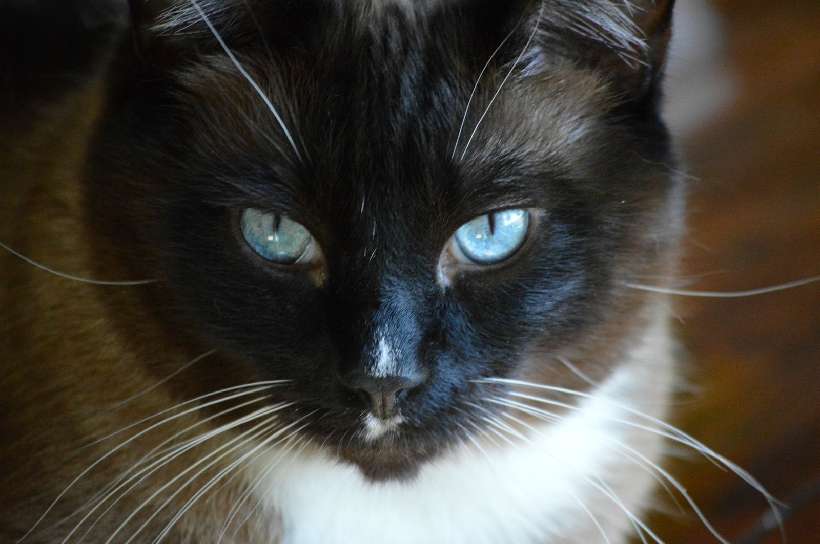 snowshoe cats