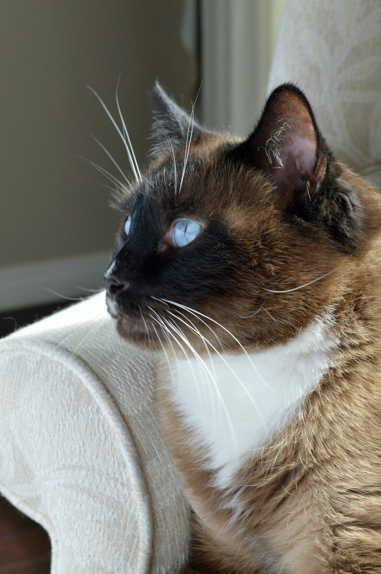 snowshoe cat