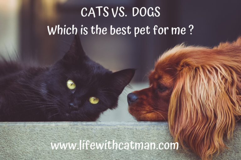 cats vs dogs