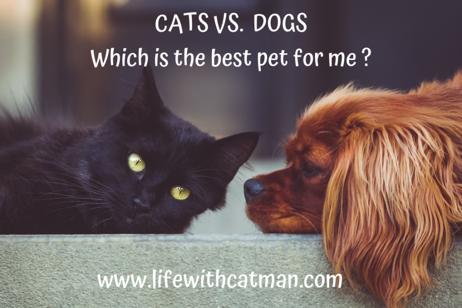 cats vs dogs