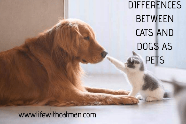 differences between cats and dogs