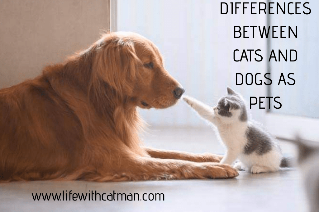 differences between cats and dogs