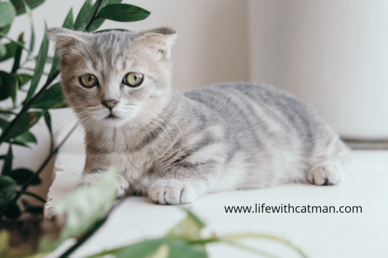 Things to Know About the Munchkin Cat