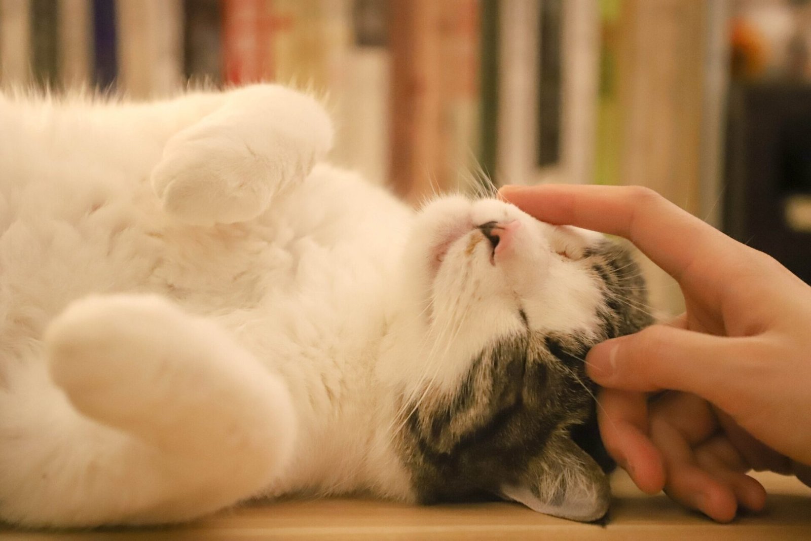 why do cats knead
