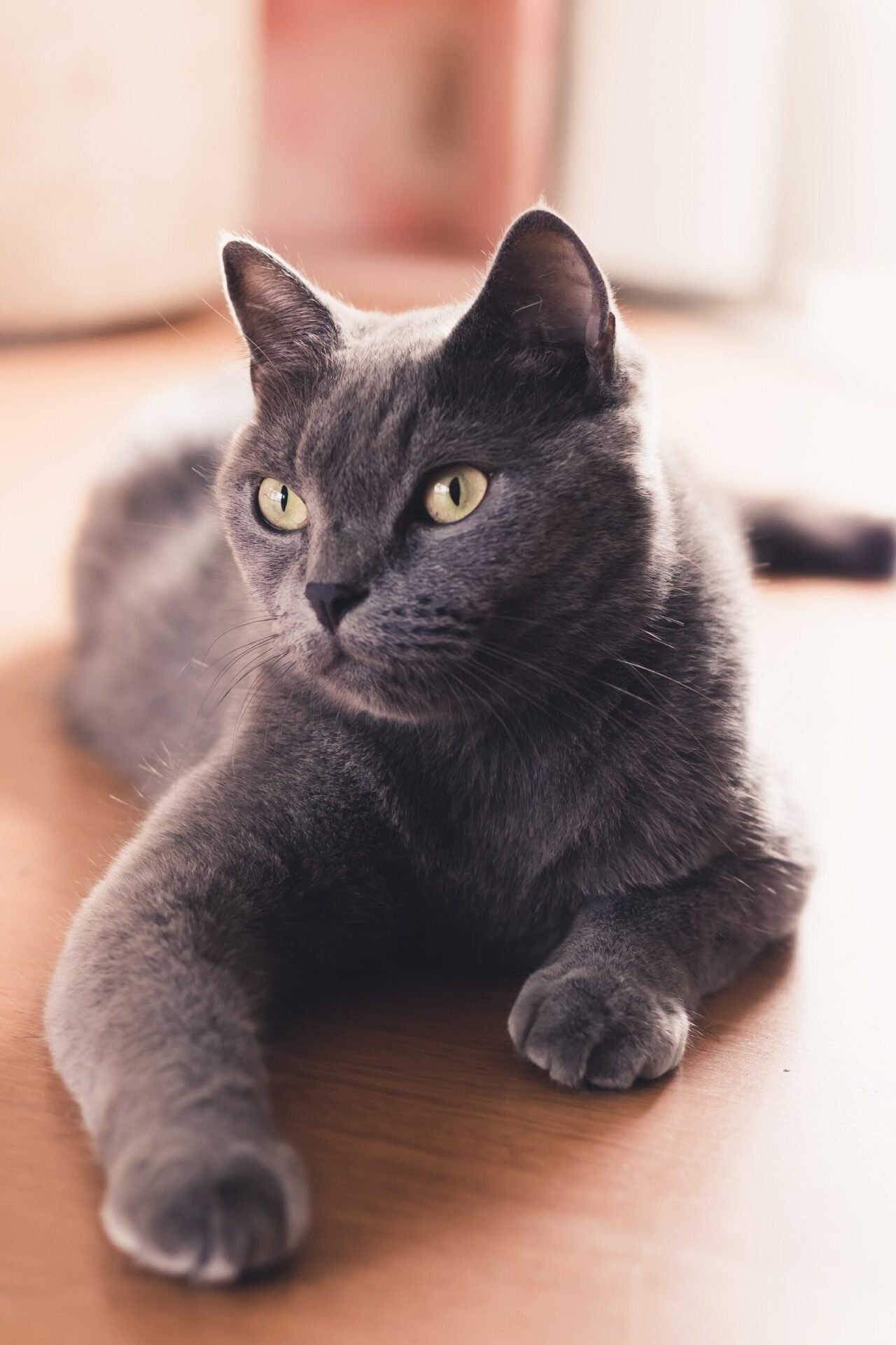 cats kneading