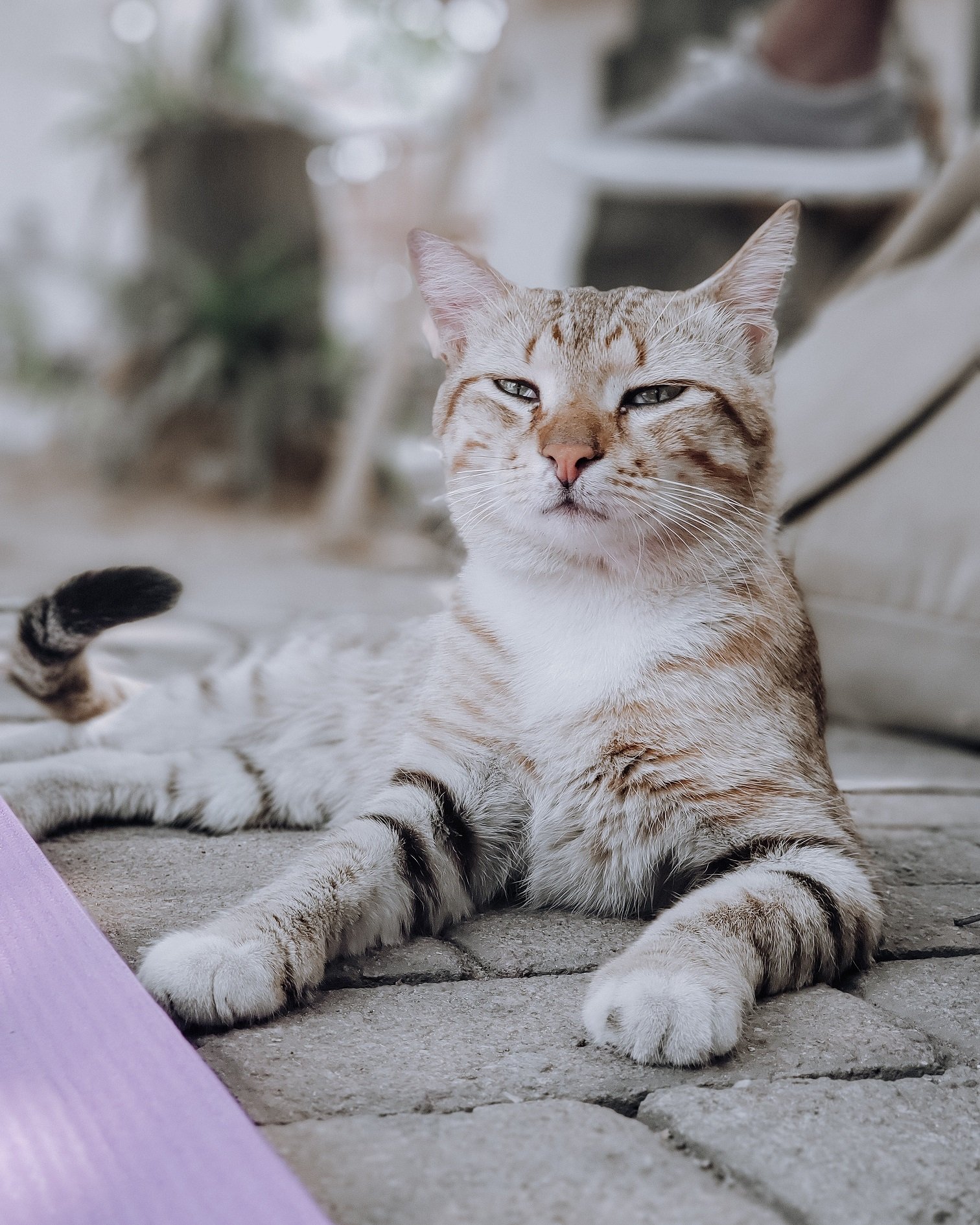 cat with down syndrome