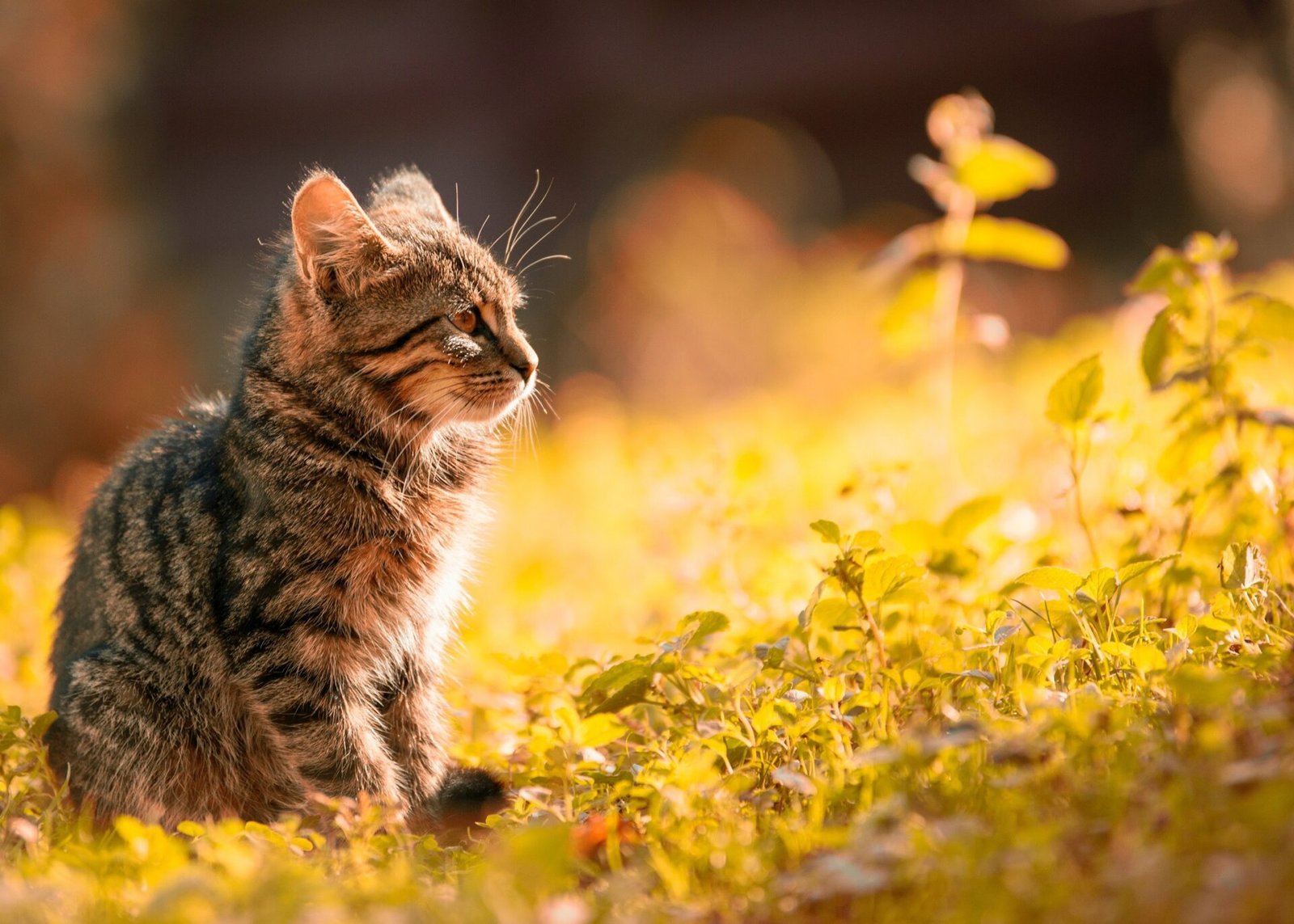 cats and dogs