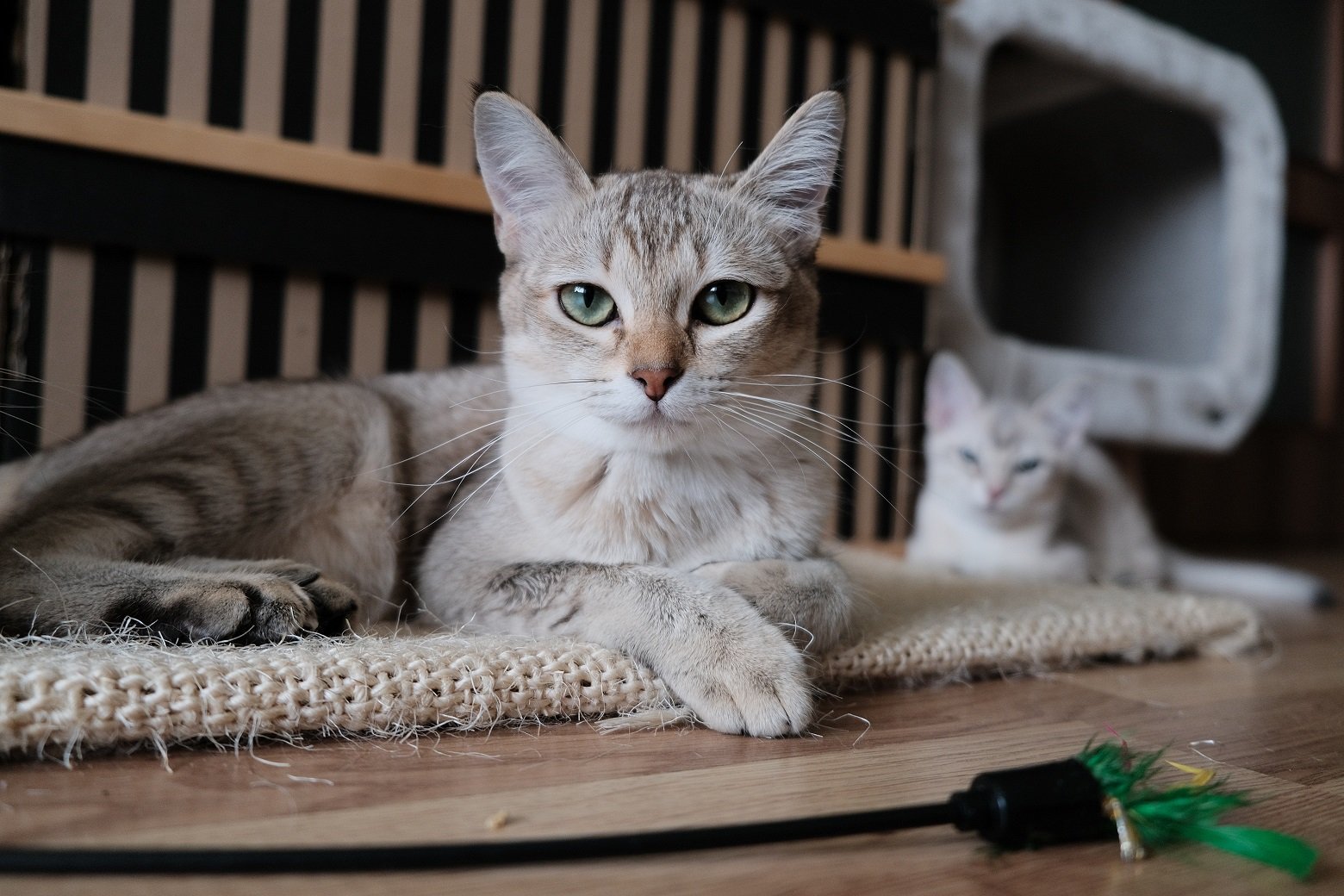 cat with down syndrome