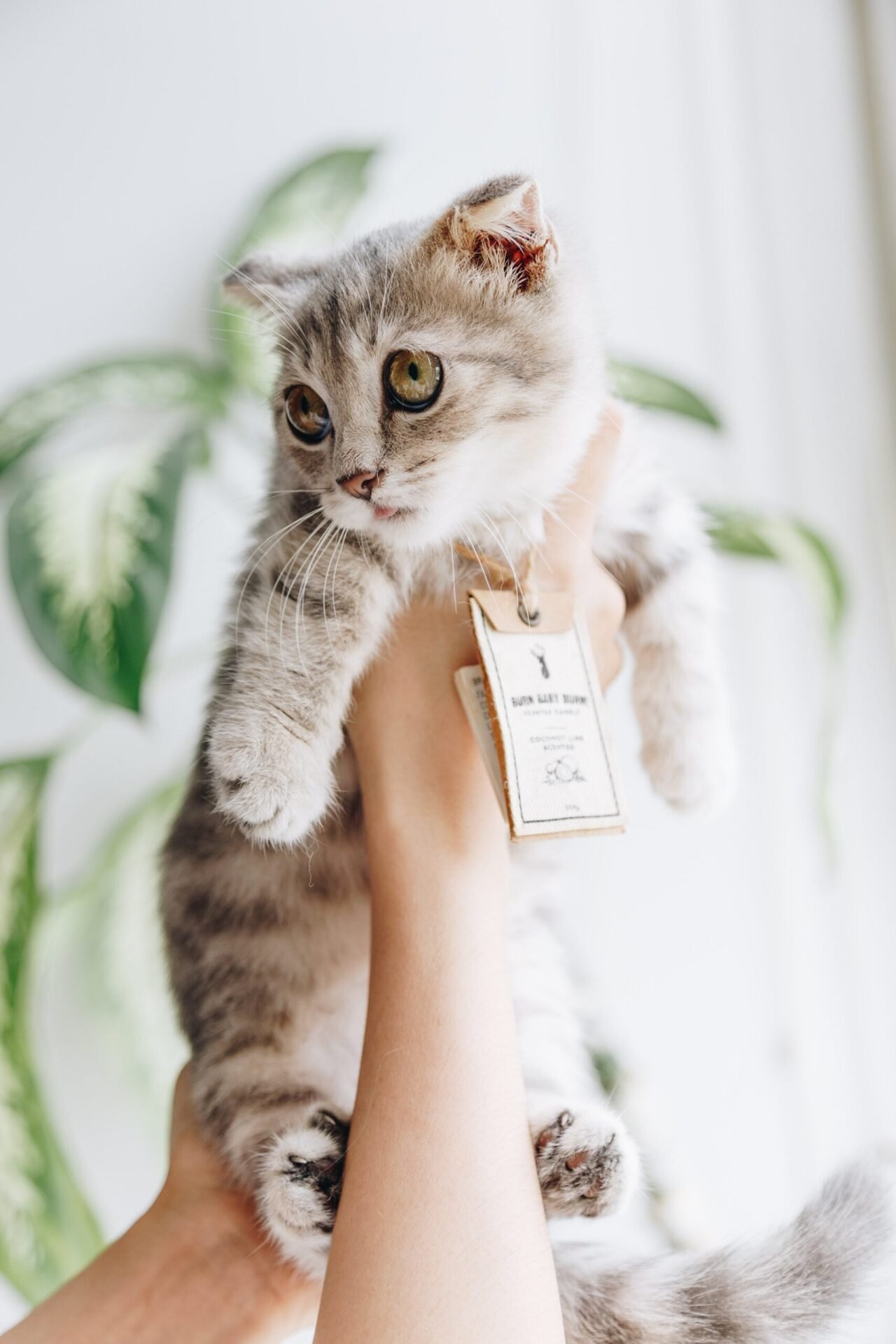 munchkin cat
