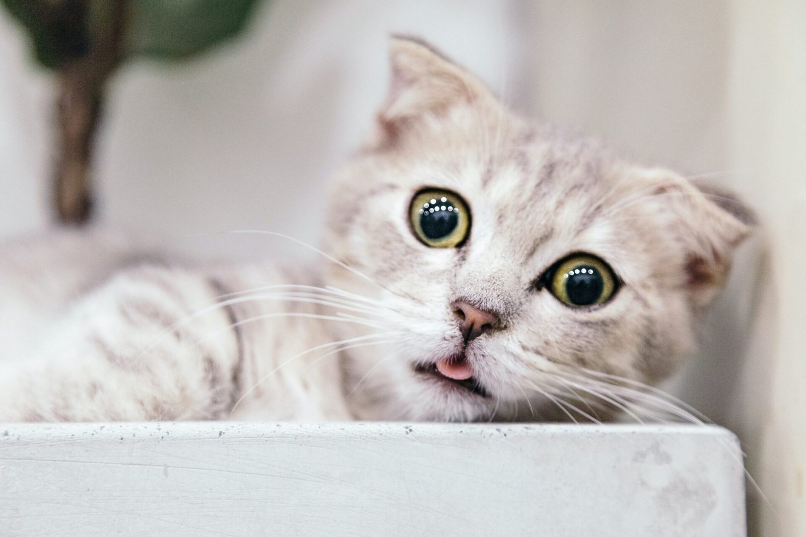 munchkin cat