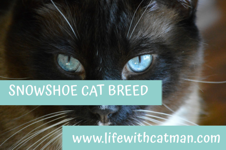 snowshoe cat