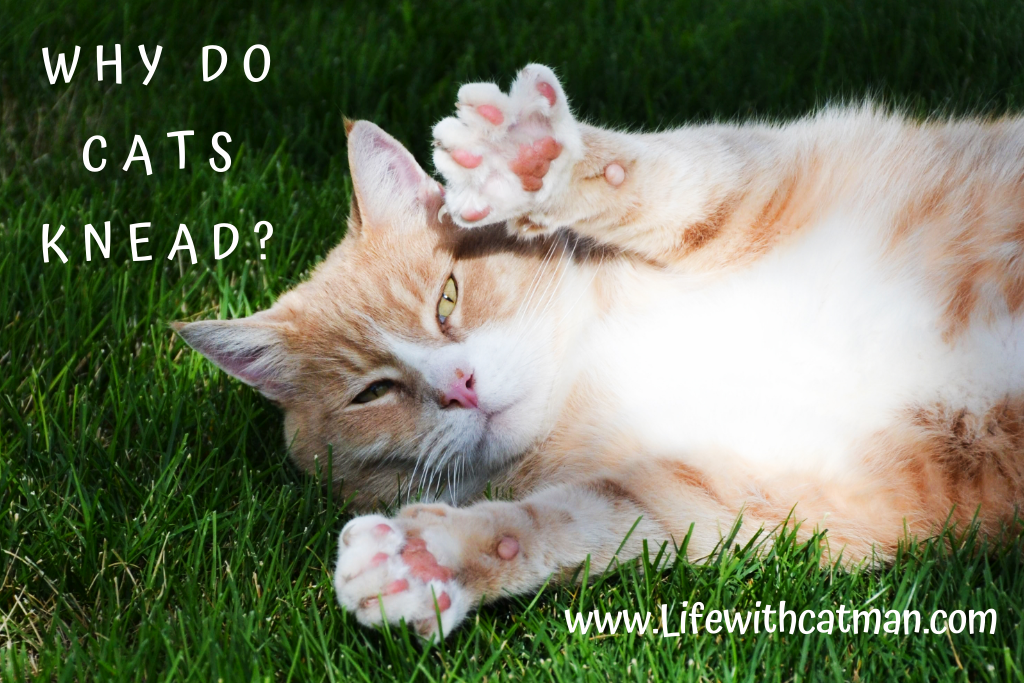 why do cats knead
